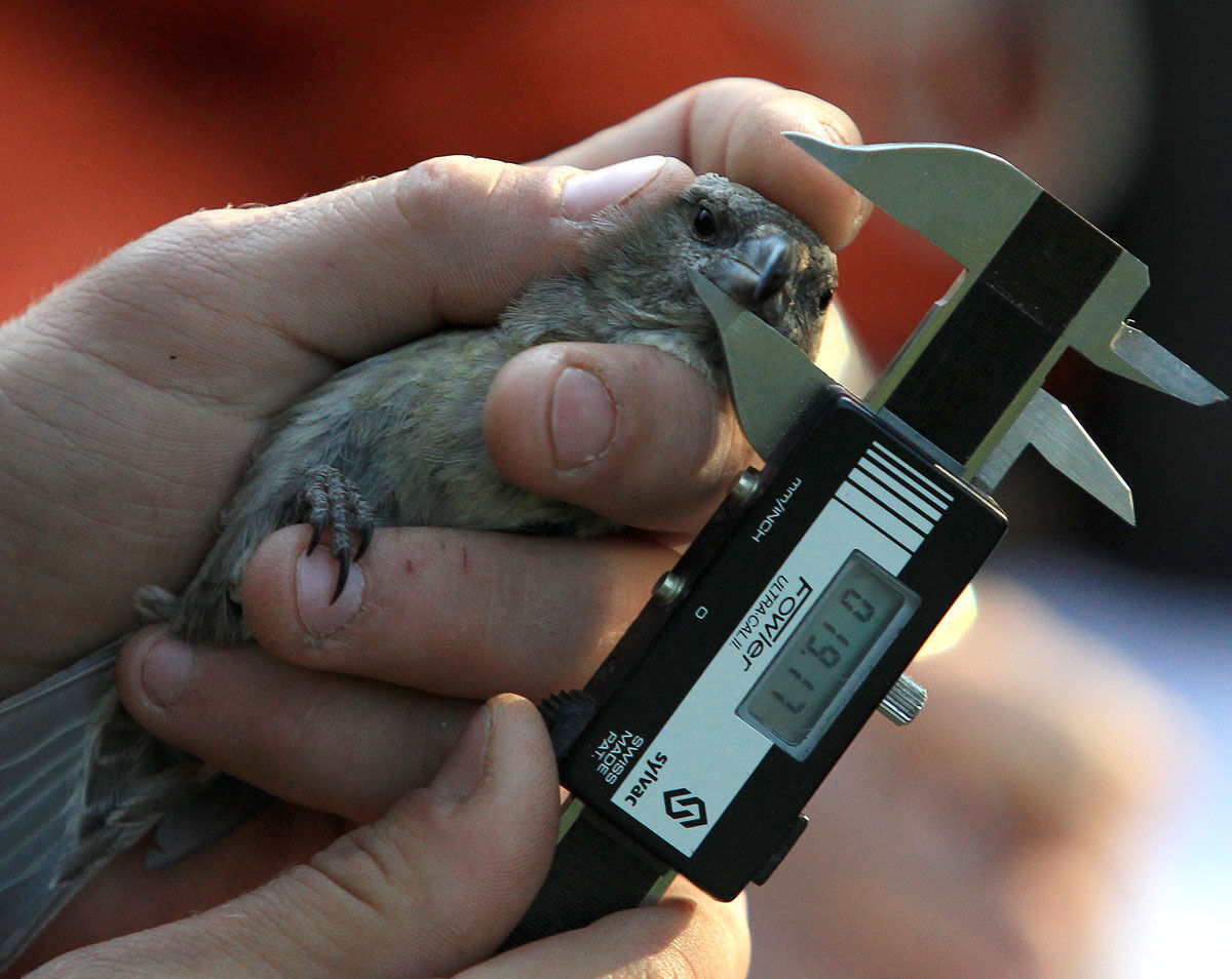 The Cassia crossbill